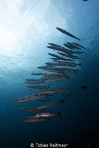 School of Chevron barracudas at Koh Tachai by Tobias Reitmayr 